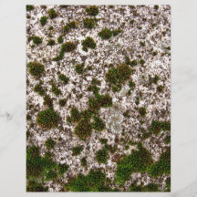 Moss on White Gravel Surface Personalized Flyer