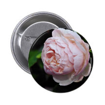 Moss Rose 'Alfred de Dalmas' White flowers Pin