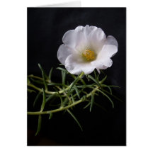 "Moss rose" card