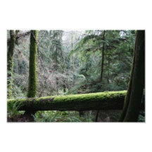 Mossey Trees Art Photo