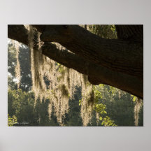 Mossy Tree Poster