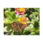 Moth & Lantana postcards
