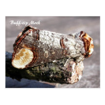 Moth Magic: Buff-tip 'broken twig' Moth postcard