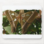 Moth Mousepad