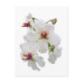 Moth Mullein Wildflower Postcards