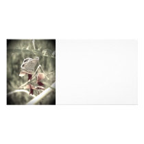 Moth Photo Card