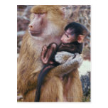 Mother and Baby Baboon Postcard