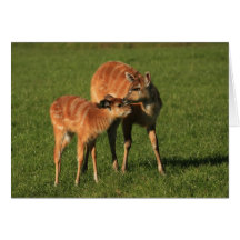 mother and baby deer cards