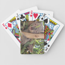 Mother and Baby Koala Bicycle Card Decks