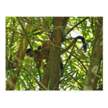 Mother and Baby Monkey Post Card