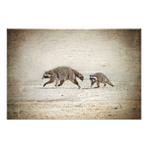 Mother and Baby Raccoon Photographic Print
