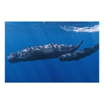 Mother and Baby Sperm Whale Physeter macrocephalus Stationery Design
