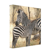 Mother and Baby Zebra  Canvas Print