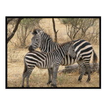 Mother and Baby Zebra  Postcard