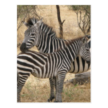 Mother and Baby Zebra  Postcard