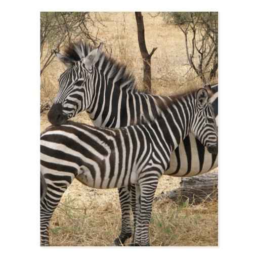 Mother and Baby Zebra  Postcard