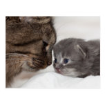 Mother and Son Cat and Kitten Postcards