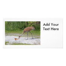 Mother Bird and Baby Bird Sandhill Cranes Customized Photo Card