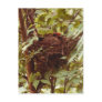 Mother Cardinal Postcard
