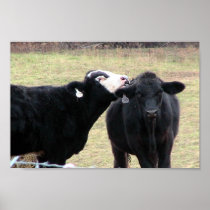 Mother Cows Licking Her Infant Poster
