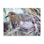 Mother Dove and Young Postcard