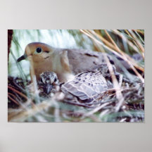 Mother Dove and Young Posters