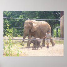 Mother Elephant with Baby and Zookeeper Print