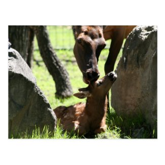 Mother elk kisses baby postcard