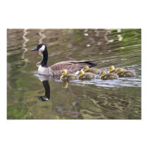 Mother Goose and Baby Geese Photo