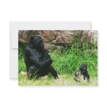 Mother Gorilla Watching Her 8 Month Old Baby Boy Announcements