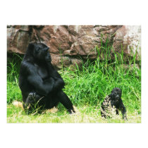 Mother Gorilla Watching Her 8 Month Old Baby Boy Art Photo