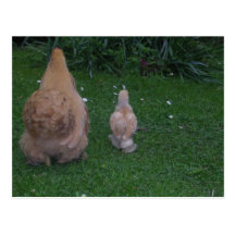 Mother Hen and its Chick Post Cards