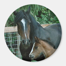MOTHER HORSE MAGNET