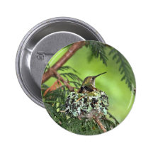 Mother Hummingbird on Nest Buttons
