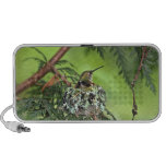 Mother Hummingbird on Nest Laptop Speakers