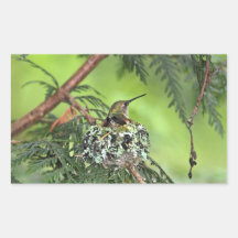 Mother Hummingbird on Nest Sticker