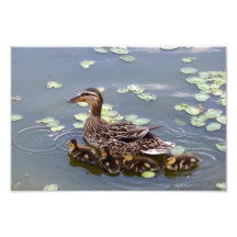 Mother Mallard and Babies Art Photo