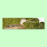 Mother Mallard Duck bumper stickers