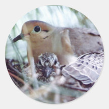 Mother Mourning Dove and Young Sticker