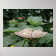 Mother Of Pearl Butterfly Print