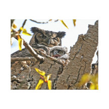 Mother Owl and Baby in Nest Gallery Wrapped Canvas