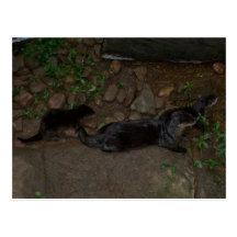 Mother Sea Otter and Babies Postcards