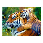 Mother Tiger with Baby Cub Climbing and Biting Ear Post Cards