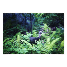 Mother Turkey in Ferns Photo