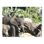Mother with Baby Elephant Postcard