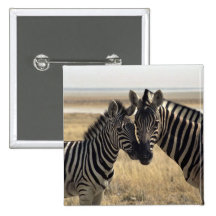 Mother zebra and young zebra pinback button