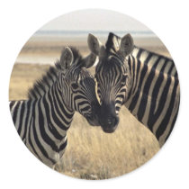 Mother zebra and young zebra stickers