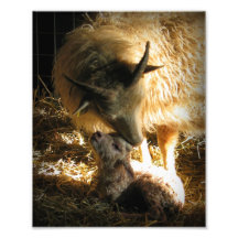 Motherly Love Photo