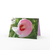 Mother's Day Hisbiscus