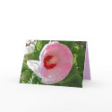 Mother's Day Hisbiscus cards